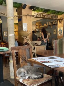 3 le café des chats